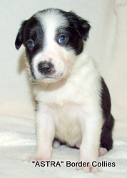 Black and white Female border collie puppy